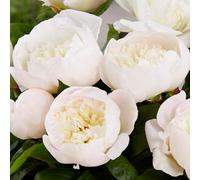 Thompson & Morgan Peony Madrid Stunning Perennial 3 Bare Roots