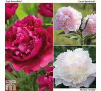Thompson & Morgan Peony Mixed Collection 6 Bare Roots