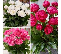 Thompson & Morgan Peony Patio Trio Mix Stunning Perennial 6 Bare Roots