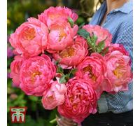 Thompson & Morgan Peony Pink Hawaiian Coral 2 Bare Root Plants
