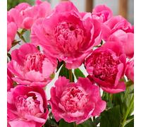 Thompson & Morgan Peony Rome Stunning Perennial 3 Bare Roots