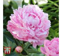 Thompson & Morgan Peony Sarah Bernhardt 1 Bare Root