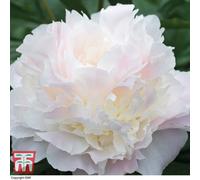 Thompson & Morgan Peony 'shirley Temple' - 3 Bare Root Plants