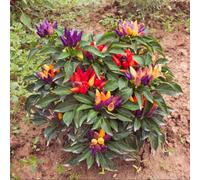 Thompson & Morgan Pepper Chilli Prairie Fire Sweet & Spicy Ornamental Chilli Plant For Garden & Patio 1 X Seed Packet By Thompson And Morgan