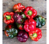 Thompson & Morgan Pepper F1 Cardinal Purple Sweet Gourmet Easy Grow High Yield Compact Patio Seeds 1X Packet