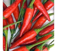 Thompson & Morgan Pepper Romital F1 - Sweet & Spicy Early Harvest High Yield Disease Resistant Easy Grow Gourmet Seeds