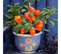 Thompson & Morgan Pepper Sweet F1 Mohawk - Crisp Early Maturing Bell Pepper With Rich Flavor (1 Seed Packet)