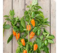 Thompson & Morgan Pepper (Sweet) Hamik Orange Patio Pot Kit
