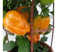 Thompson & Morgan Pepper (Sweet) Liberty Belle F1 1 Seed Packet