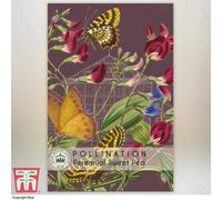 Thompson & Morgan Perennial Sweet Pea Promo New Kew Range 1 Seed Packet (10 Seeds), Multi