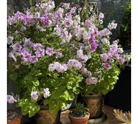 Thompson & Morgan Petunia Allegra Cut Flower Mixed Collection 6 GR...
