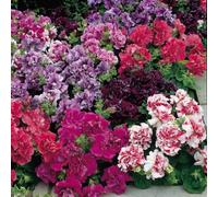 Thompson & Morgan Petunia Duo F1 Double Mixed Seed Packet. Colorful Long-Lasting Summer Blooms For Pots Baskets Borders. Easy Grow.