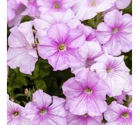 Thompson & Morgan Petunia 'Easy Wave Pink' Garden Ready Plants x 12