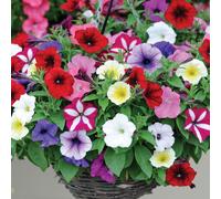Thompson & Morgan Petunia 'Easy Wave Ultimate Mixed' Garden Ready x 12