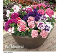 Thompson & Morgan Petunia Orchid Flowered Mixed 12 Plug Plants