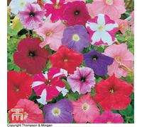 Thompson & Morgan Petunia Rainbow Mix 1 Packet (750 Seeds), Multi