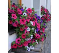Thompson & Morgan Petunia Superb Trailing Mixed Colour - Easy Grow Long-Lasting Summer Bedding Hanging Baskets. 1X Seed Packet.