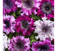 Thompson & Morgan Petunia 'Superbissima Triumph Mix' Garden Ready x 12