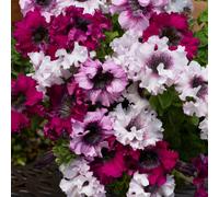 Thompson & Morgan Petunia 'Superbissima Triumph Mix' Garden Ready x 24