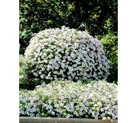 Thompson & Morgan Petunia Tidal Wave Silver Vigorous Bloom Bedding Plant For Gardens & Baskets. 1X Seed Packet.