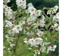 Thompson and Morgan Philadelphus Fragrant Falls Plant in Pot 9cm 2 Pack - Size: 210 x 120 x 210cm - White - Thompson & Morgan - Wilko