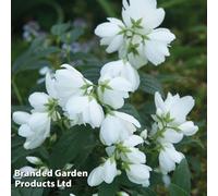 Thompson & Morgan Philadelphus Little White Love 3.6 Litre Potted Plant x 1, White