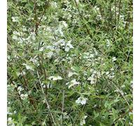 Thompson & Morgan Philadelphus Maculatus Sweet Clare 3 Litre Potted Plant X 1