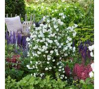 Thompson & Morgan Philadelphus Pearls of Perfume 3L Pot x 1