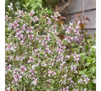 Thompson & Morgan Philadelphus Petite Perfume 9cm Pot x 2