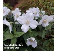 Thompson & Morgan Philadelphus Petite Perfume White 9Cm Potted Plant X 1