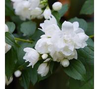 Thompson & Morgan Philadelphus Snowbelle 3.6 Litre Pot x 1