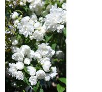 Thompson & Morgan Philadelphus Virginal 3L Pot x 1