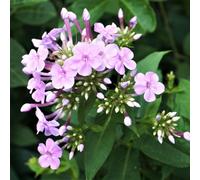 Thompson & Morgan Phlox Paniculata Blue Boy 9Cm Potted Plant X 2