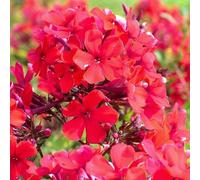 Thompson & Morgan Phlox Paniculata Starfire - Crimson Blooms Scented Butterfly-Friendly Perennial - 1X 1L Potted Plant