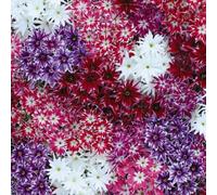 Thompson & Morgan Phlox Popstars 1 Packet (10 Seeds)