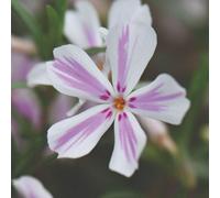 Thompson & Morgan Phlox Subulata Candy Stripe - Creeping Phlox Pink & White Striped Flowers Evergreen Ground Cover Hardy Perennial