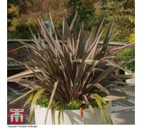 Thompson & Morgan Phormium Pink Stripe 7.5 Litre Potted Plant x 1