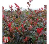 Thompson & Morgan Photinia Fraseri Little Red Robin 9Cm Potted Plant X 1