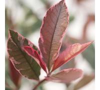 Thompson & Morgan Photinia Fraseri Pink Marble 3.6 Litre Potted Plant X 1