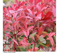 Thompson & Morgan Photinia Fraseri Red Robin 9Cm Pot X 3