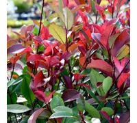Thompson & Morgan Photinia Fraseri Red Robin 9Cm Potted Plant X 6