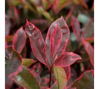 Thompson & Morgan Thompson & Morgan Photinia X Fraseri Louise 9Cm Potted Plant X 3
