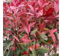 Thompson & Morgan Photinia X Fraseri Red Robin 9Cm Potted Plant X 4