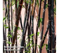 Thompson & Morgan Phyllostachys Nigra 100/150 10 Litre Potted Plant X 1