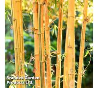Thompson & Morgan Phyllostachys Spectabilis 140 10 Litre Potted Plant X 1