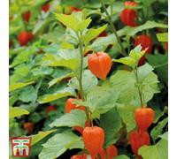 Thompson & Morgan Physalis Chinese Lantern 6 Bare Root Plants