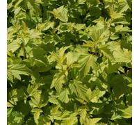 Thompson & Morgan Physocarpus Opulifolius Dart's Gold 9Cm Potted Plant X 1