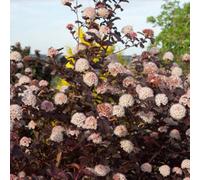 Thompson & Morgan Physocarpus Opulifolius Lady In Red 9Cm Potted Plant X 1