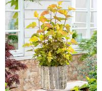 Thompson & Morgan Physocarpus Opulifolius Magic Ball 9Cm Potted Plant X 3