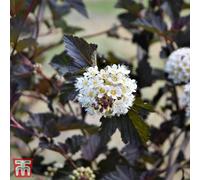 Thompson & Morgan Physocarpus Opulifolius Midnight 3.6 Litre Potted Plant X 1